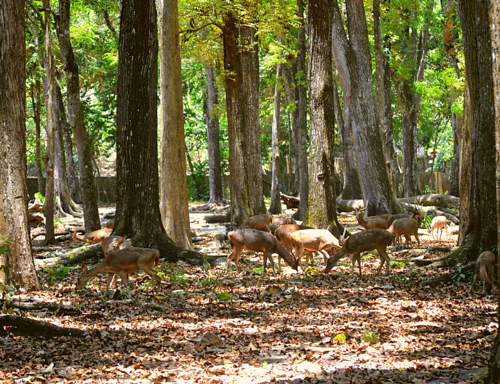 Cagar Alam Pangandaran